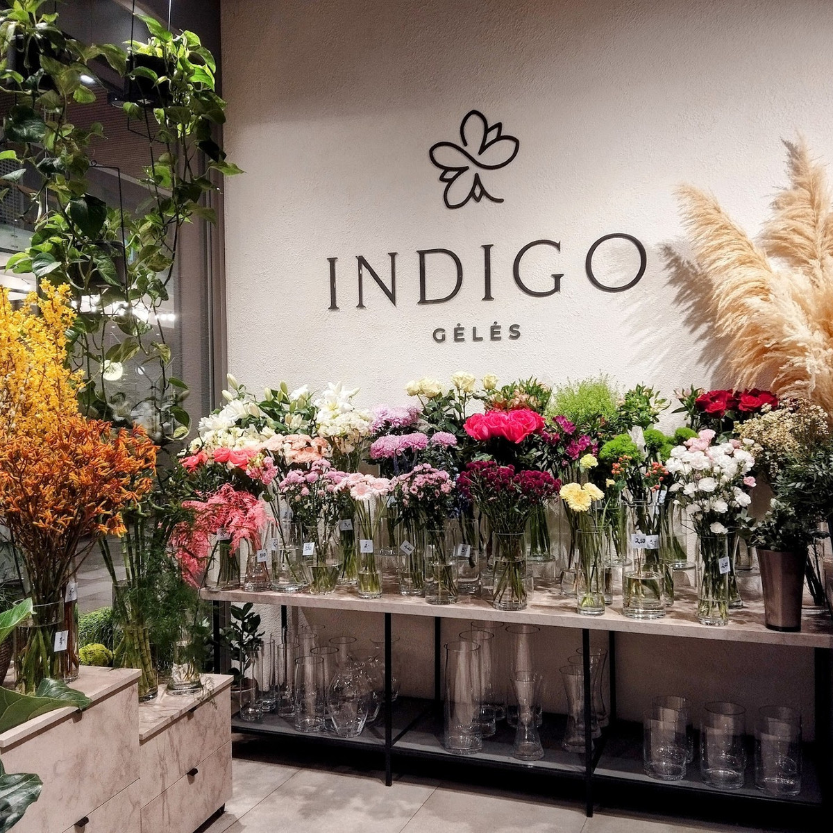 Indigo gėlės — nuotrauka 1